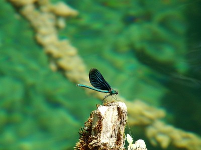 Adder-fly