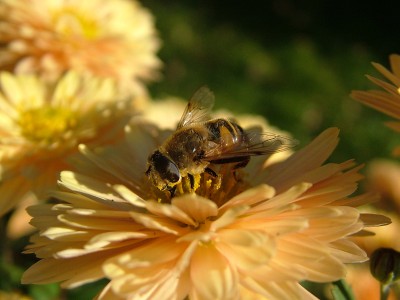 Bee