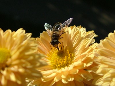 Bee