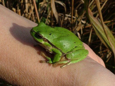 Frogy