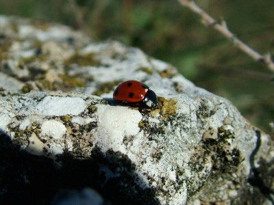 Ladybird