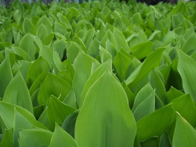 Lily-of-the-valley