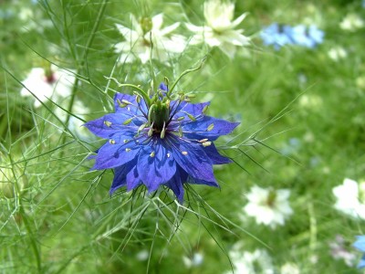 Love-in-a-mist