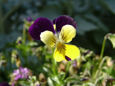 Pansy