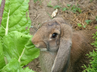 Rabbit