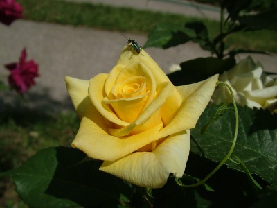 Rose