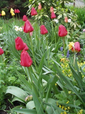 Tulips