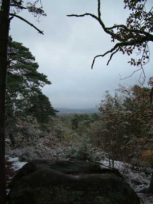 The forest of Fontainebleau